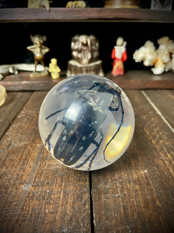 Longhorn Beetle Resin Display Sphere Natural History Curiosity #1