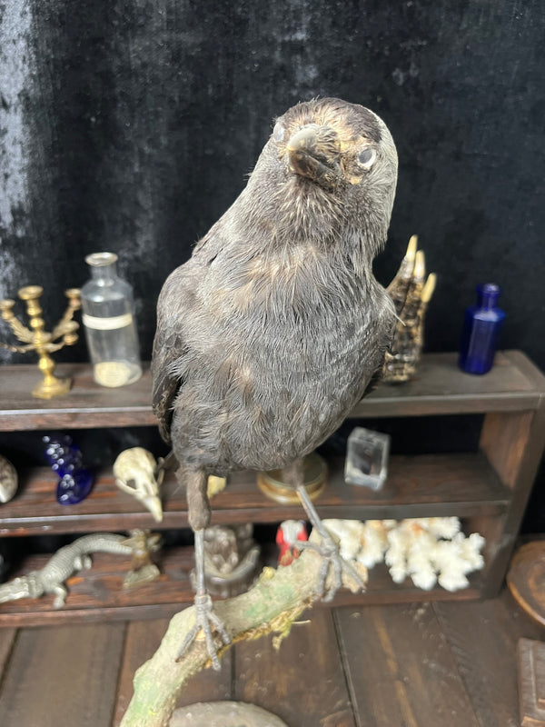 Vintage Taxidermy Jackdaw (Corvus monedula)