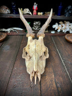 Roe Deer Skull with Antlers