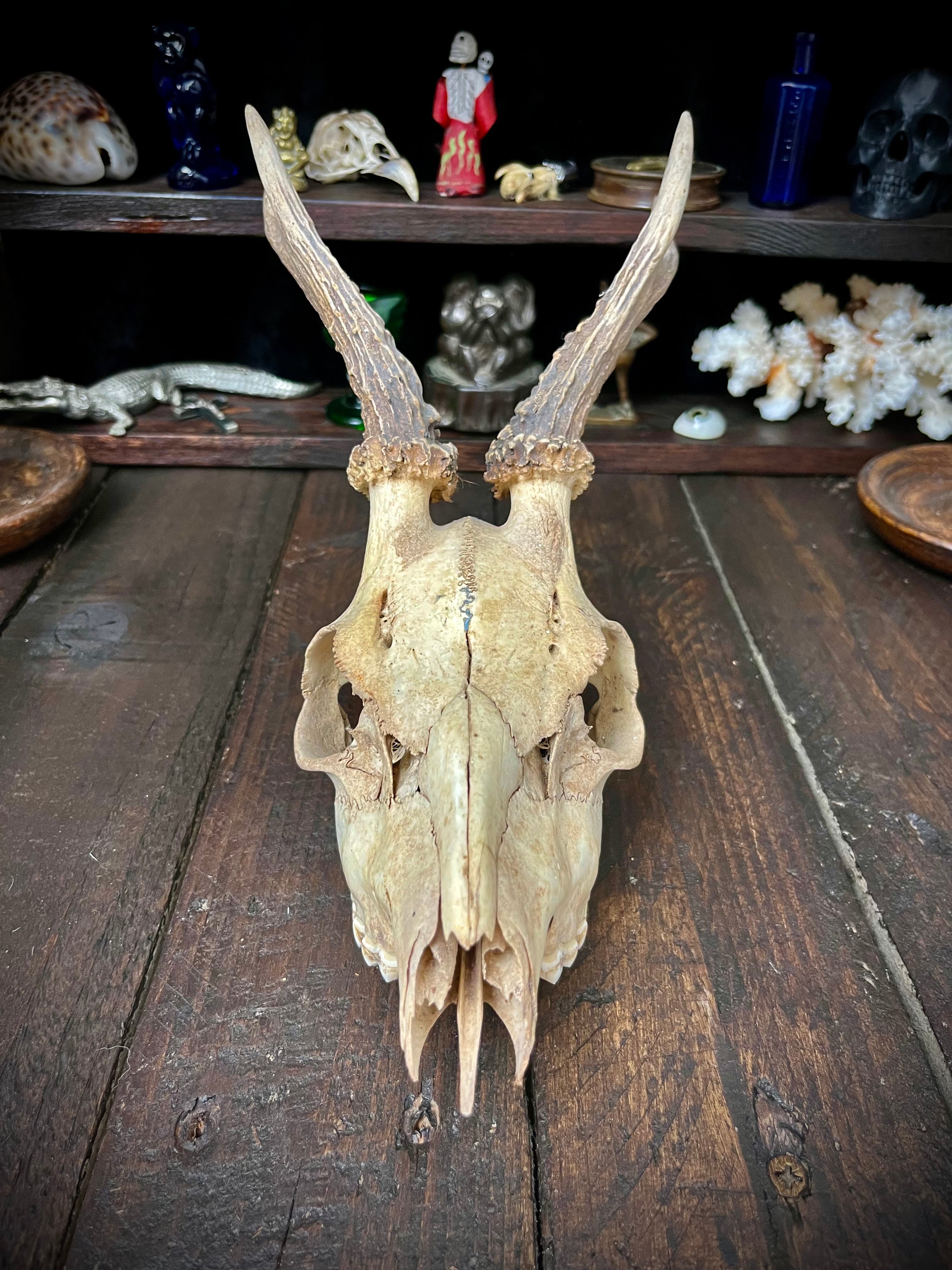 Roe Deer Skull with Antlers