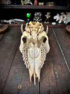 Roe Deer Skull with Antlers
