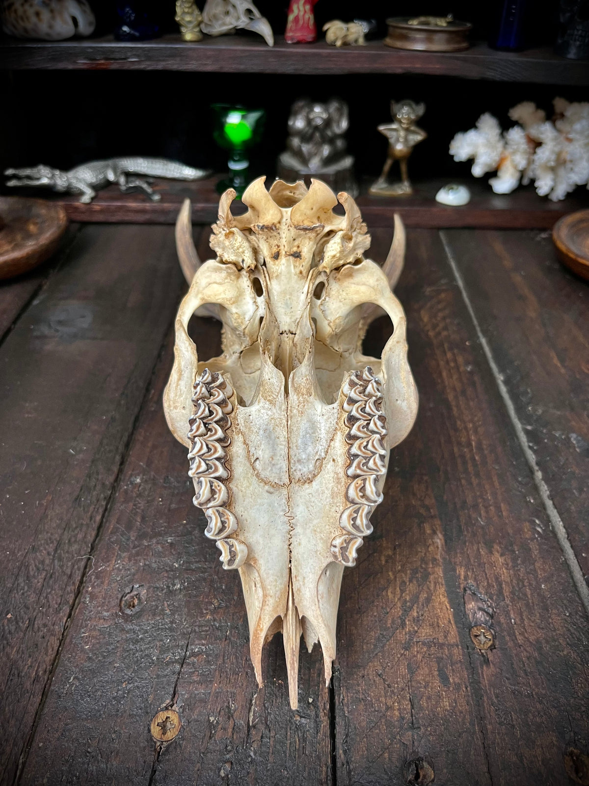 Roe Deer Skull with Antlers