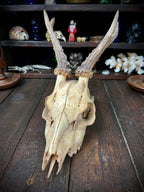 Roe Deer Skull with Antlers