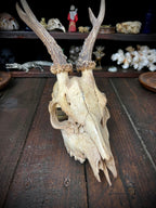Roe Deer Skull with Antlers