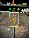 Scorpion Display Specimen | Natural History Curiosity