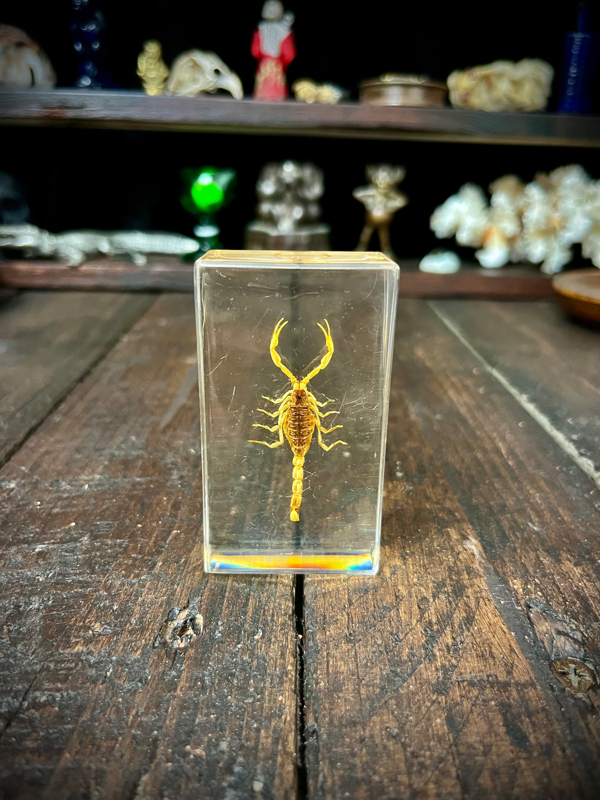 Scorpion Display Specimen | Natural History Curiosity