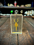 Scorpion Display Specimen | Natural History Curiosity