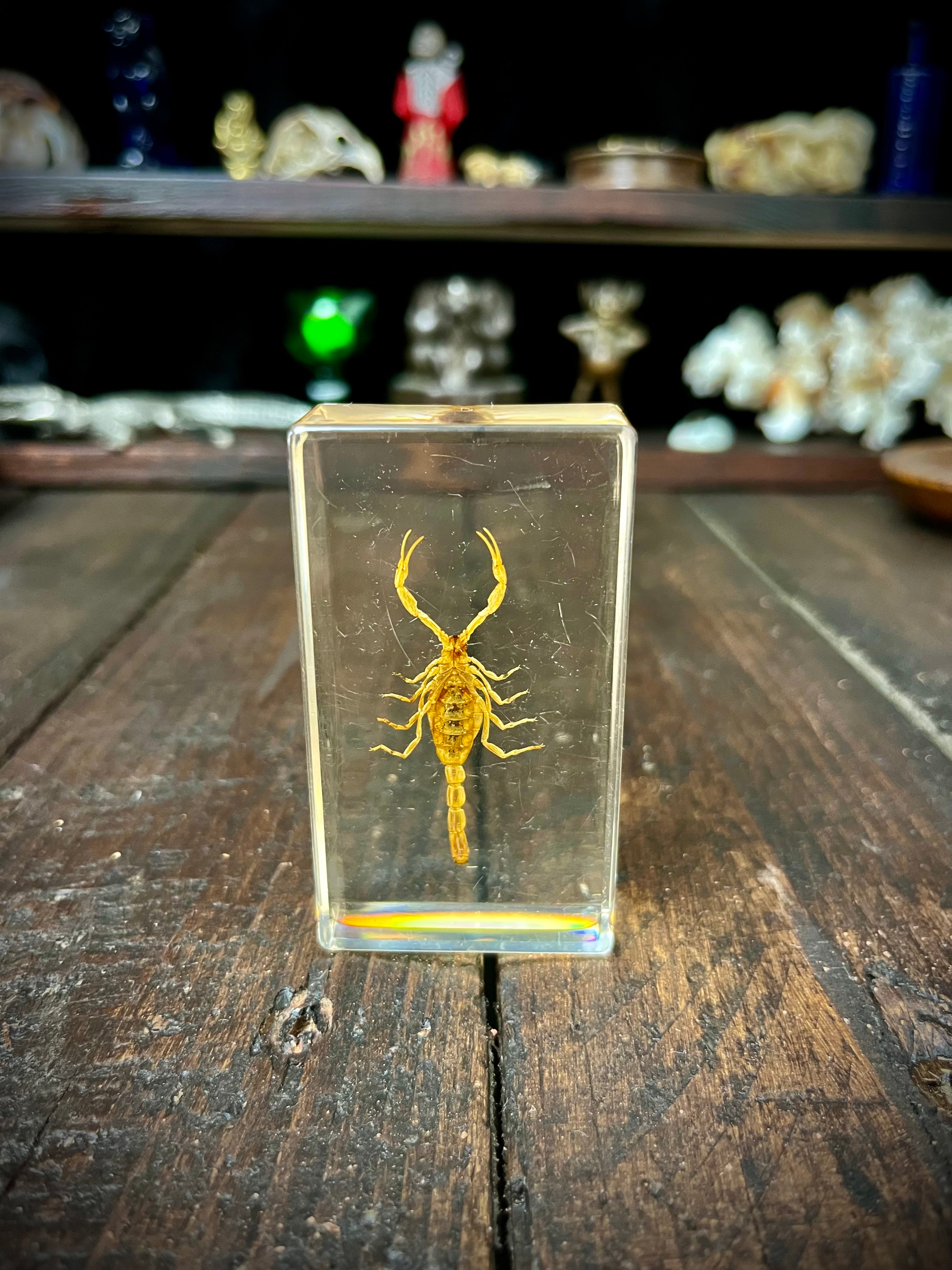 Scorpion Display Specimen | Natural History Curiosity