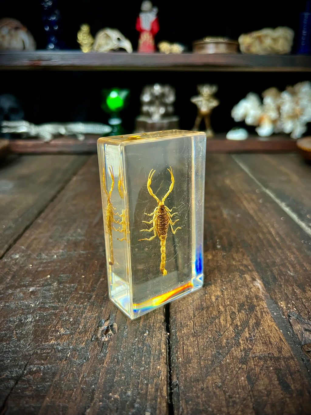 Scorpion Display Specimen | Natural History Curiosity