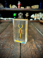 Scorpion Display Specimen | Natural History Curiosity