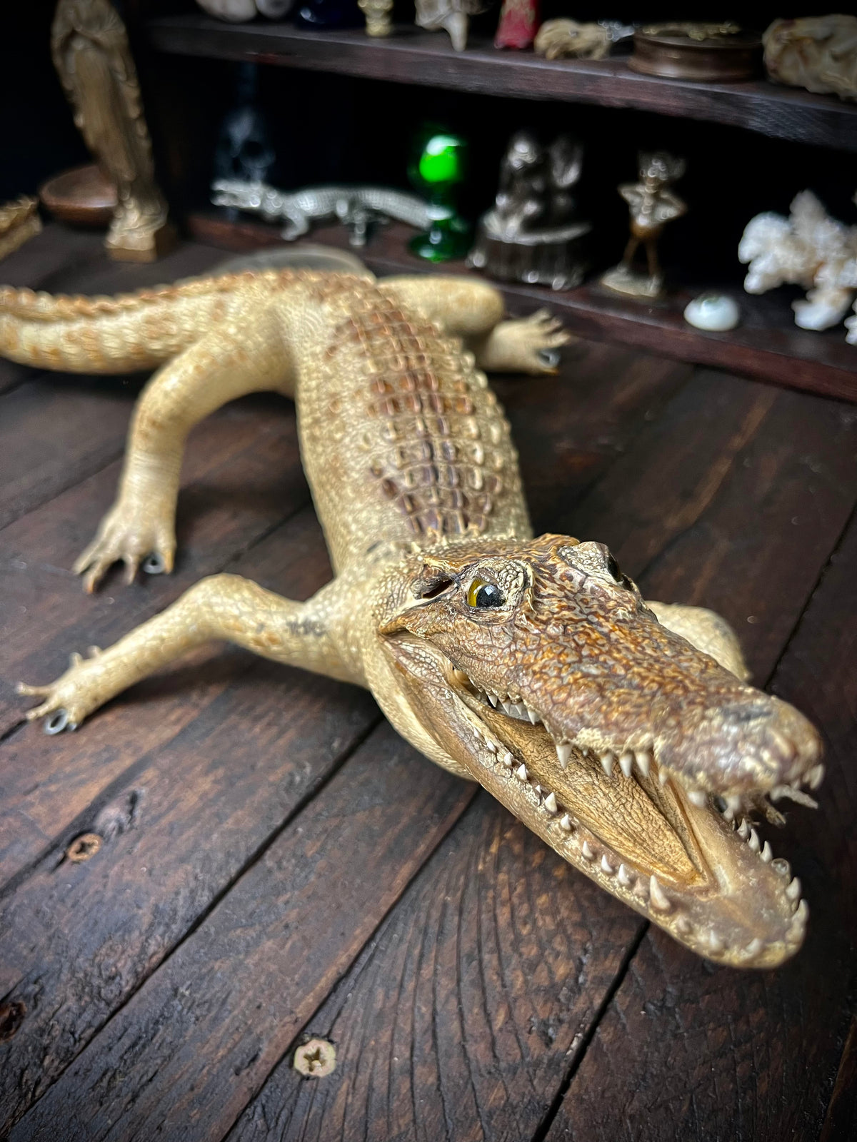 Vintage Taxidermy Alligator