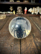 Longhorn Beetle Resin Display Sphere Natural History Curiosity #1
