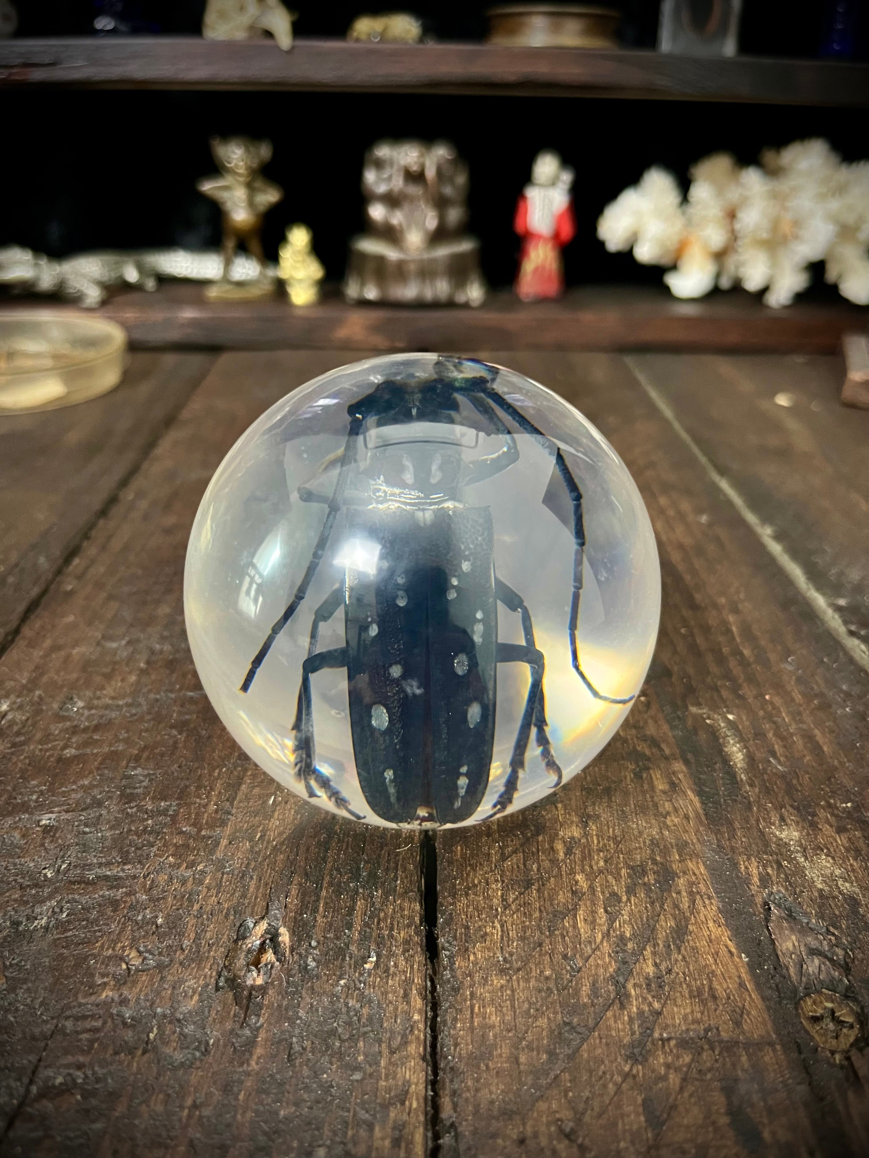 Longhorn Beetle Resin Display Sphere Natural History Curiosity #1