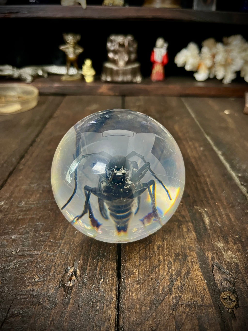 Longhorn Beetle Resin Display Sphere Natural History Curiosity #1