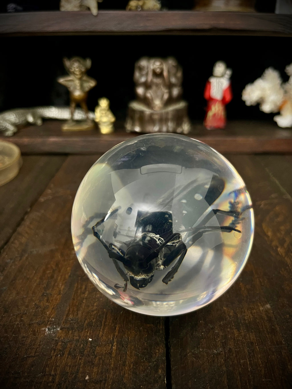 Longhorn Beetle Resin Display Sphere Natural History Curiosity #1