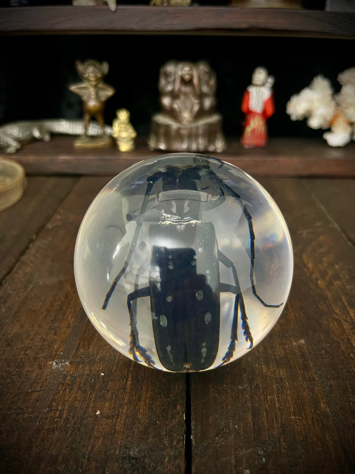 Longhorn Beetle Resin Display Sphere Natural History Curiosity #1