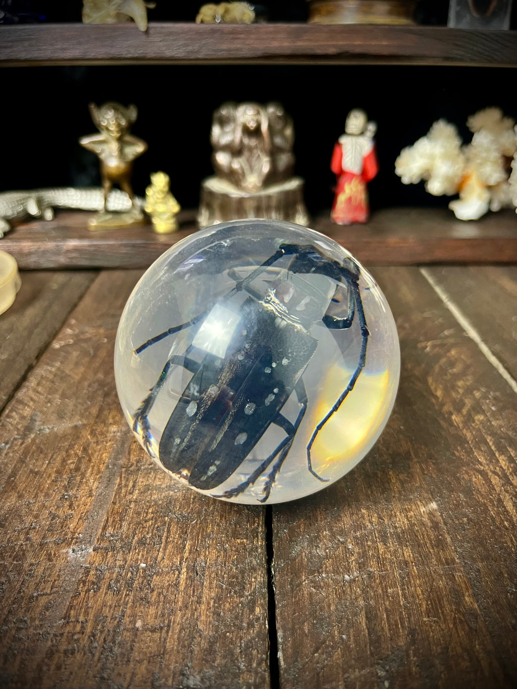 Longhorn Beetle Resin Display Sphere Natural History Curiosity #1