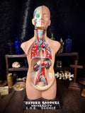 Oxford Brookes University Anatomical Teaching Torso