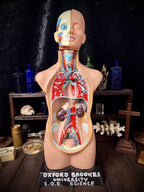 Oxford Brookes University Anatomical Teaching Torso
