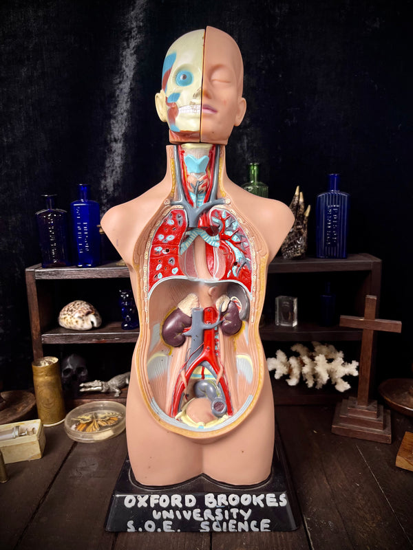 Oxford Brookes University Anatomical Teaching Torso