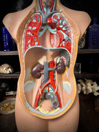 Oxford Brookes University Anatomical Teaching Torso