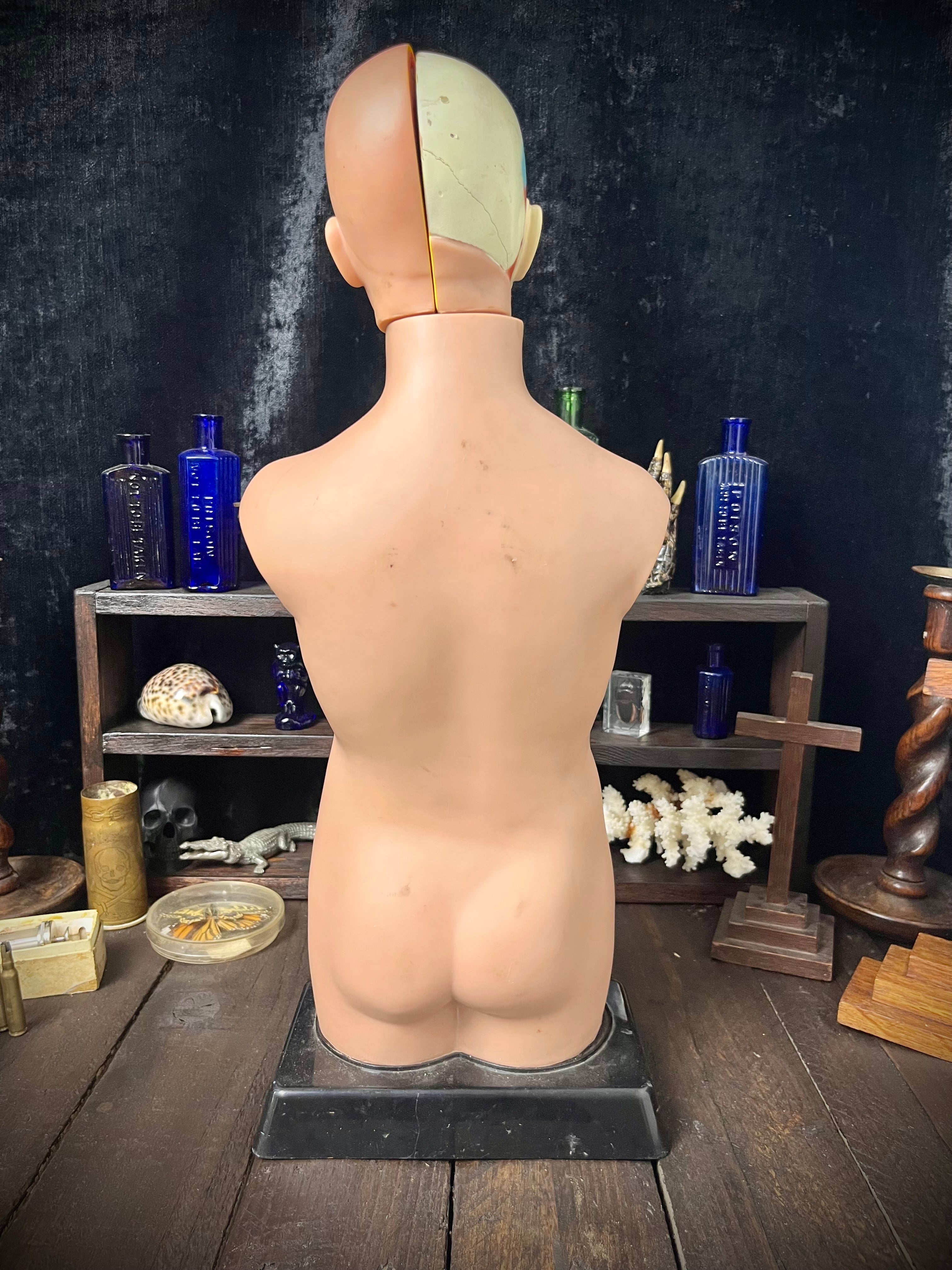 Oxford Brookes University Anatomical Teaching Torso