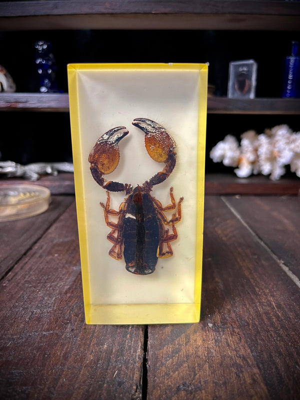 Vintage Kenyan Scorpion Specimen in Resin