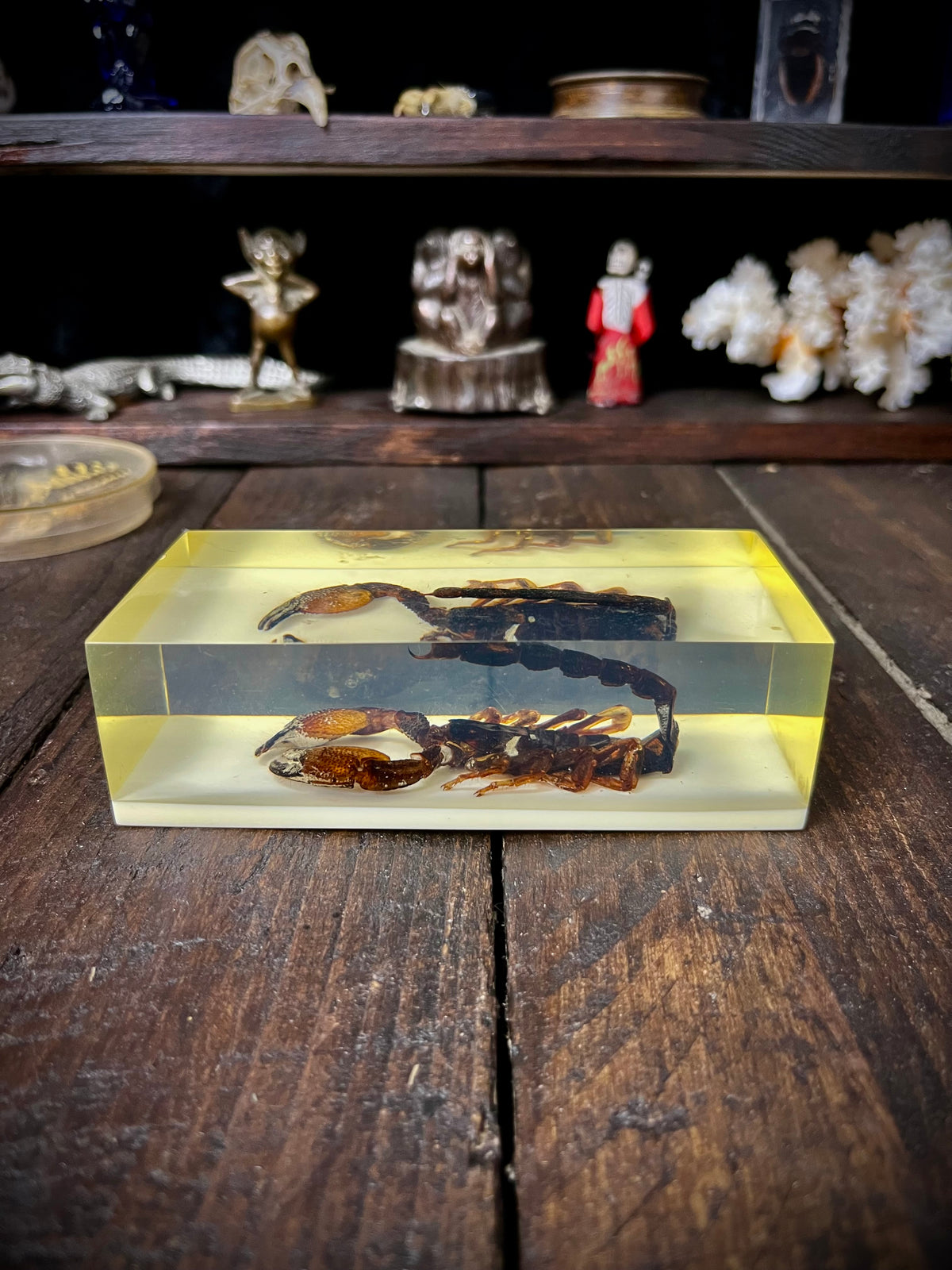 Vintage Kenyan Scorpion Specimen in Resin