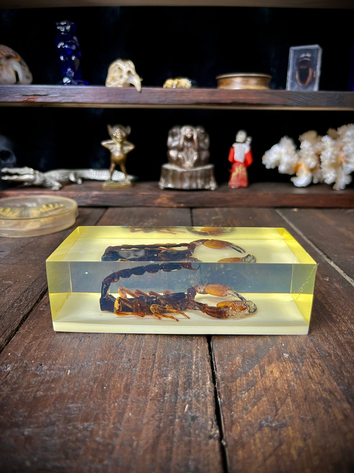 Vintage Kenyan Scorpion Specimen in Resin