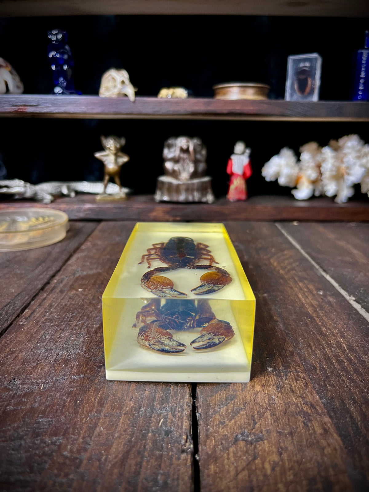 Vintage Kenyan Scorpion Specimen in Resin
