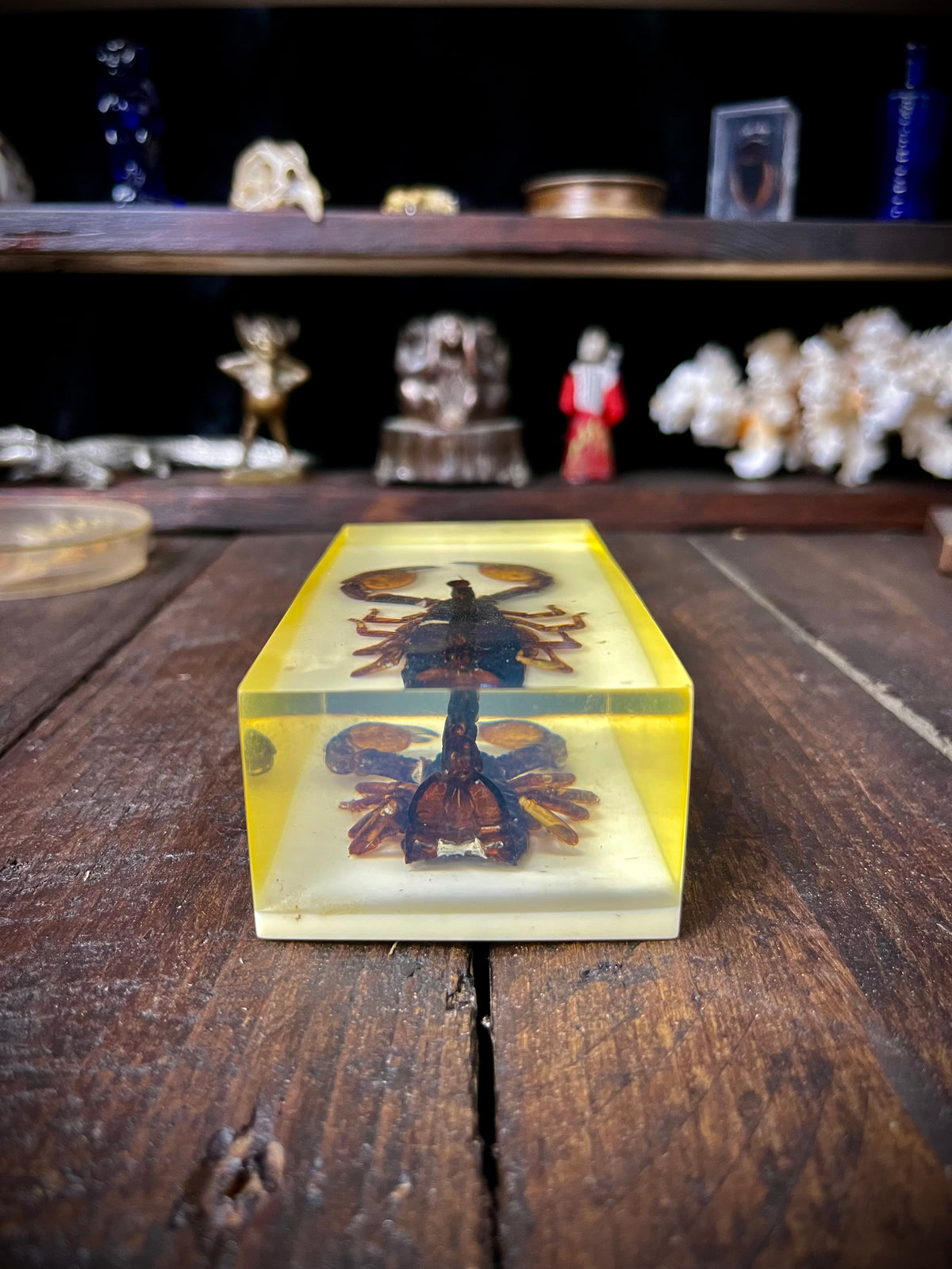 Vintage Kenyan Scorpion Specimen in Resin