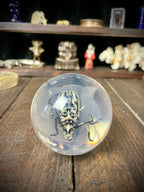 Longhorn Beetle Resin Display Sphere Natural History Curiosity #2