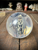 Longhorn Beetle Resin Display Sphere Natural History Curiosity #2