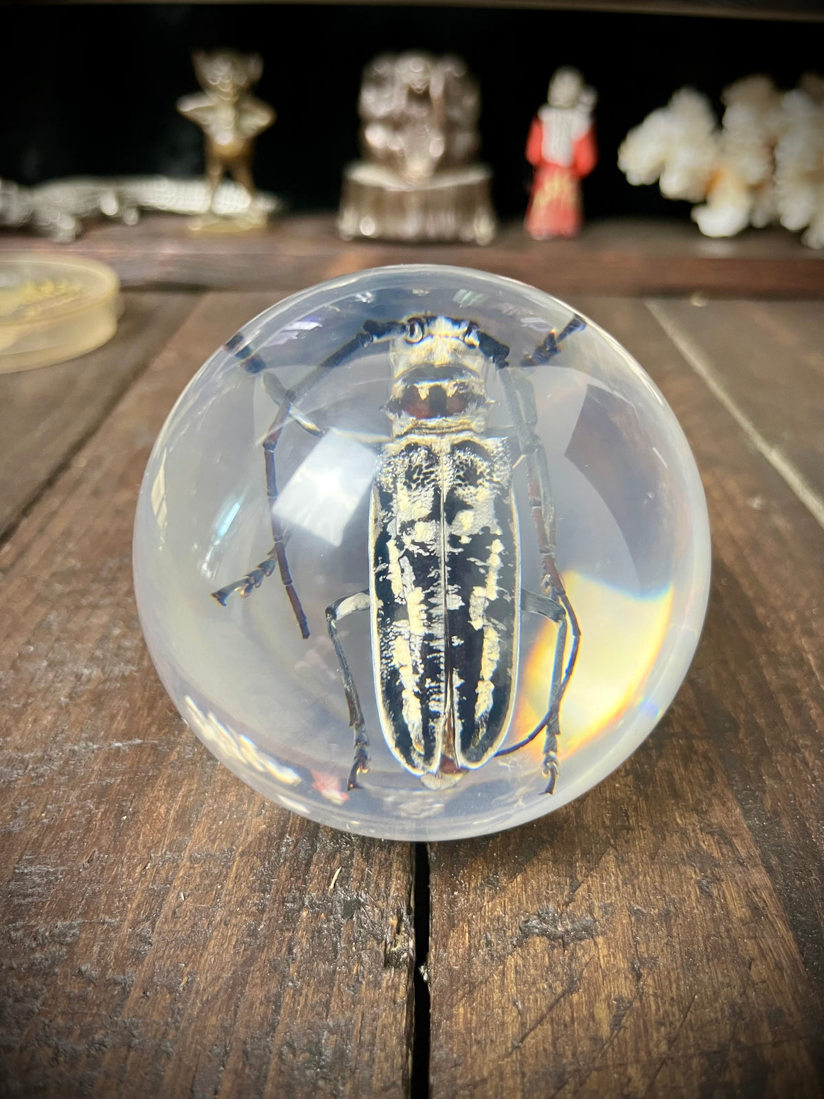 Longhorn Beetle Resin Display Sphere Natural History Curiosity #2