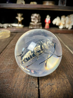Longhorn Beetle Resin Display Sphere Natural History Curiosity #2