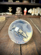 Longhorn Beetle Resin Display Sphere Natural History Curiosity #2