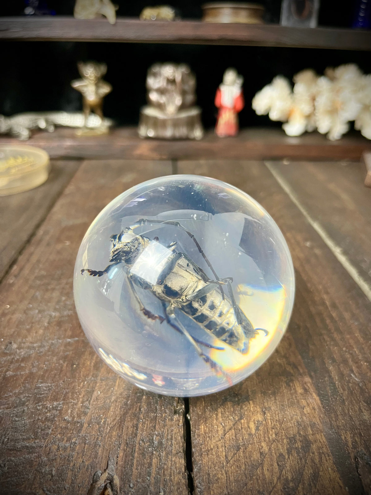 Longhorn Beetle Resin Display Sphere Natural History Curiosity #2