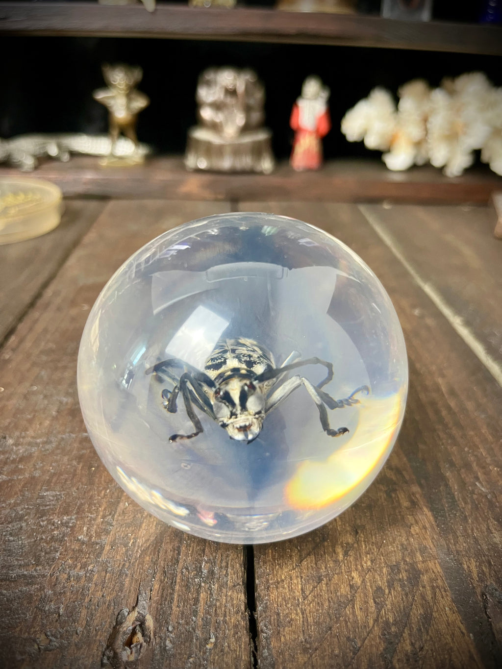 Longhorn Beetle Resin Display Sphere Natural History Curiosity #2