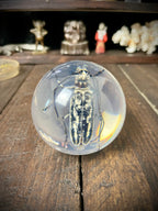 Longhorn Beetle Resin Display Sphere Natural History Curiosity #2