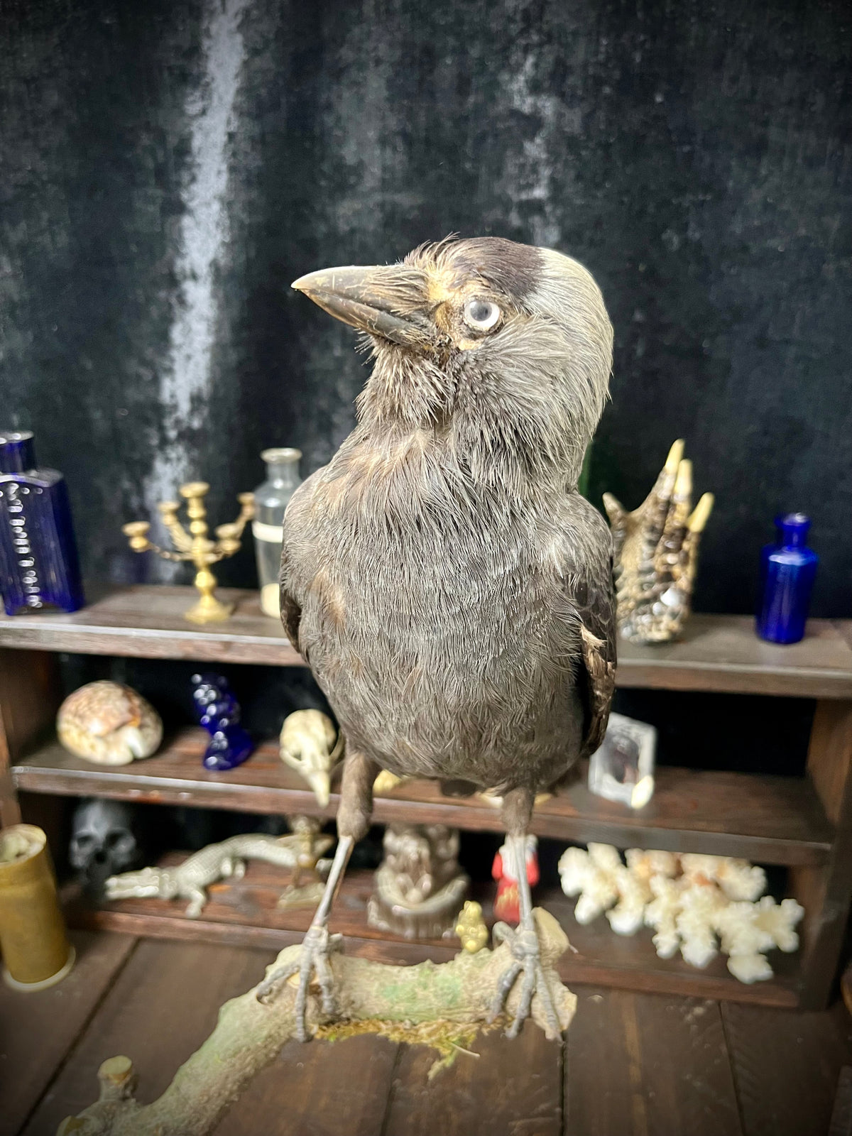 Vintage Taxidermy Jackdaw (Corvus monedula)