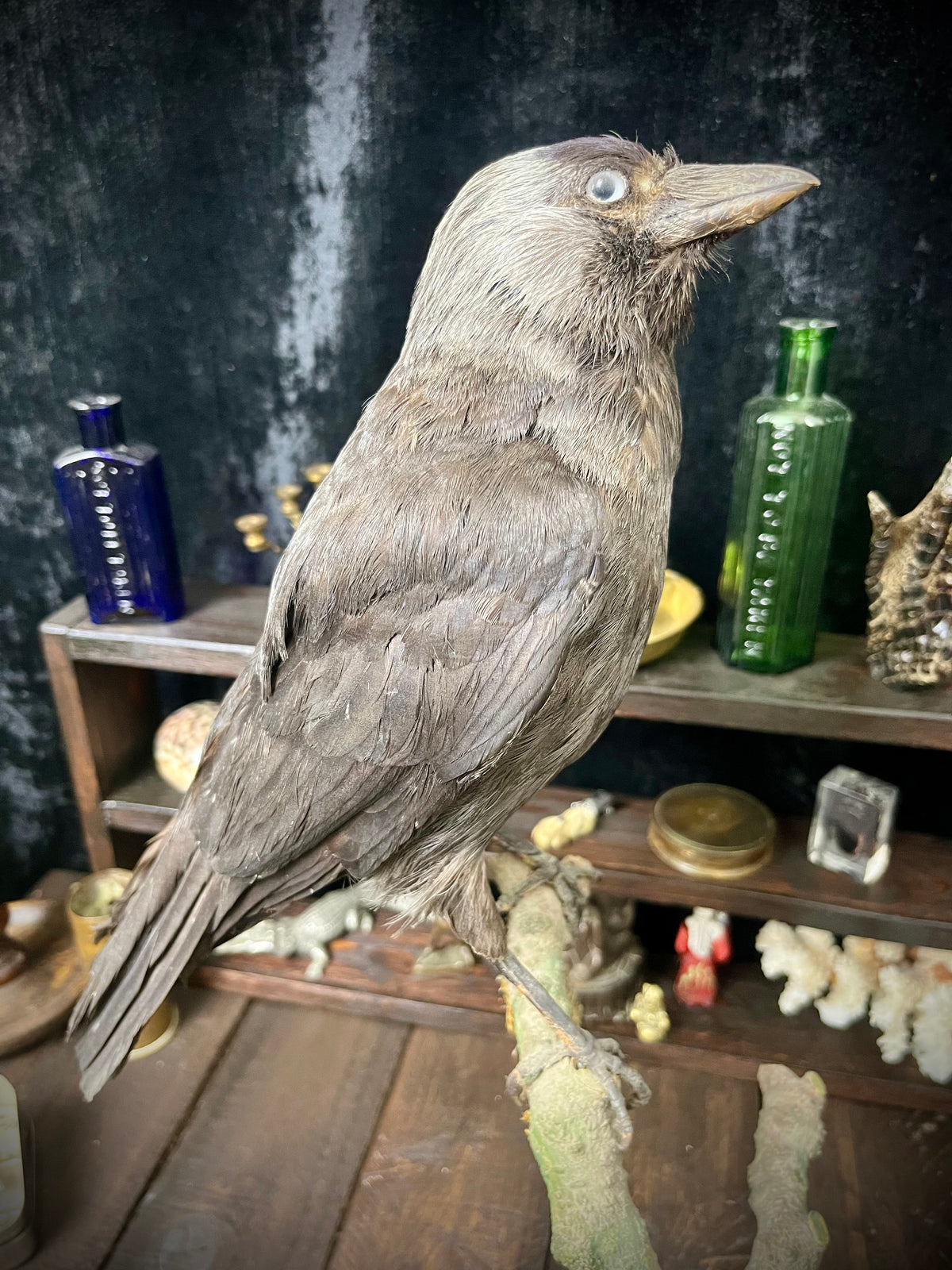 Vintage Taxidermy Jackdaw (Corvus monedula)