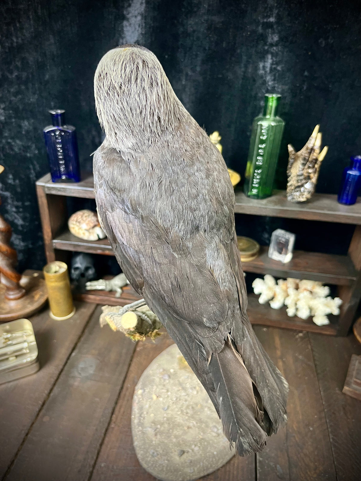 Vintage Taxidermy Jackdaw (Corvus monedula)