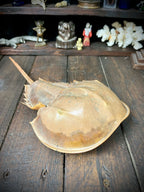 Large 33cm Genuine Horseshoe Crab Specimen – Natural History Cabinet of Curiosities