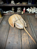 Large 33cm Genuine Horseshoe Crab Specimen – Natural History Cabinet of Curiosities