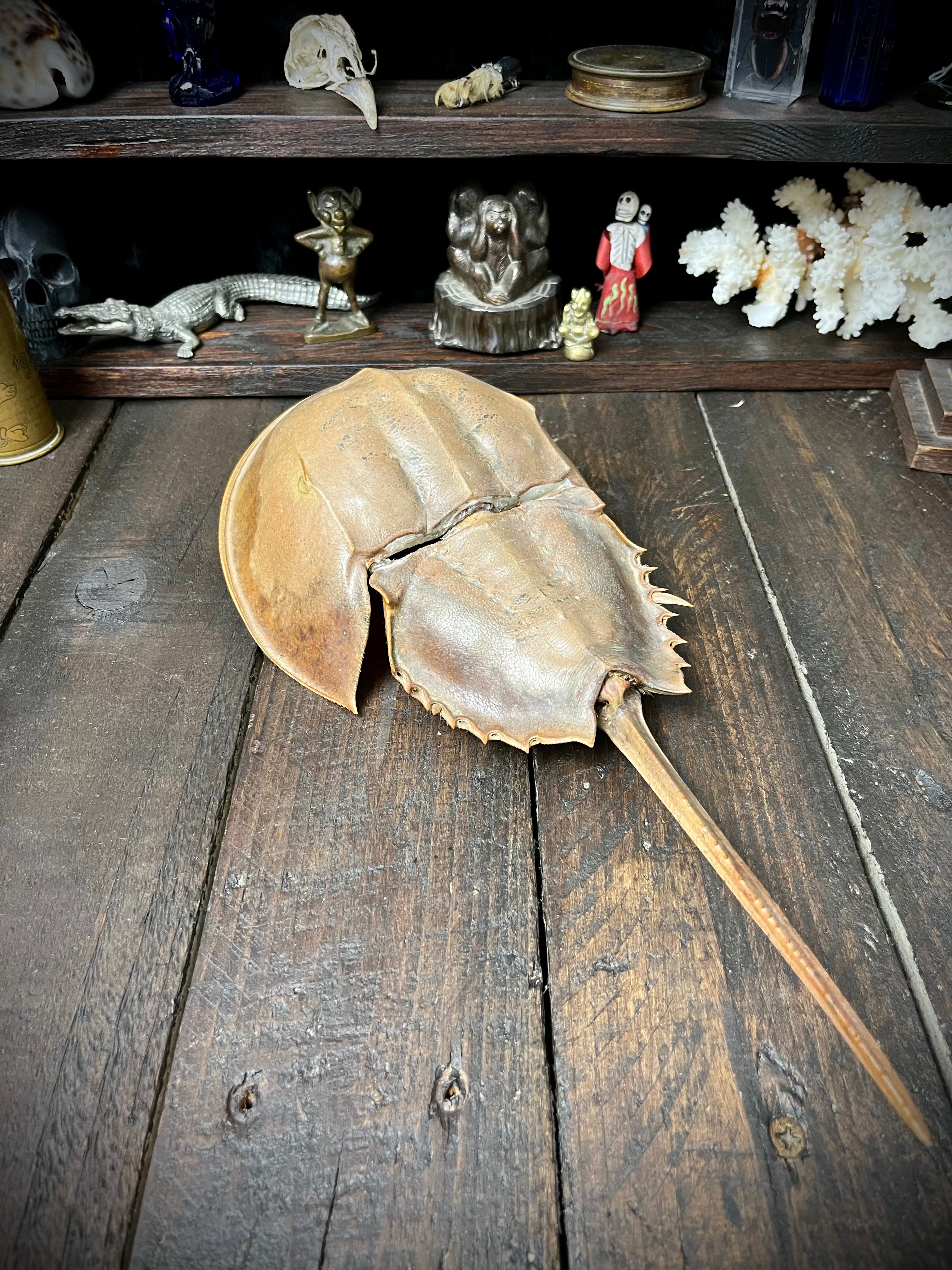 Large 33cm Genuine Horseshoe Crab Specimen – Natural History Cabinet of Curiosities