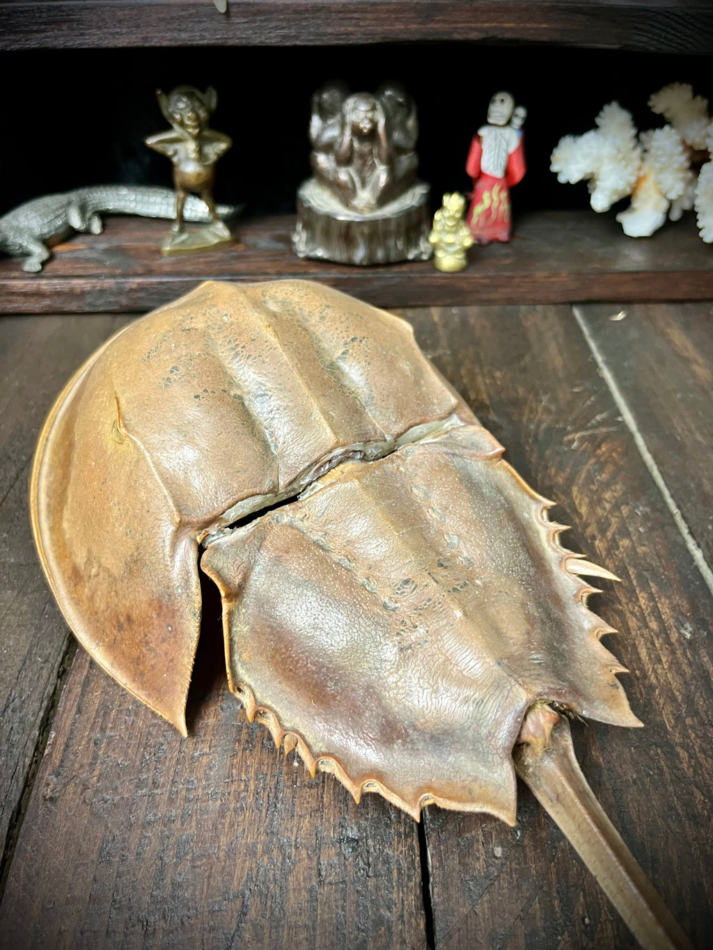 Large 33cm Genuine Horseshoe Crab Specimen – Natural History Cabinet of Curiosities