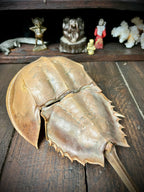 Large 33cm Genuine Horseshoe Crab Specimen – Natural History Cabinet of Curiosities
