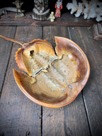 Large 33cm Genuine Horseshoe Crab Specimen – Natural History Cabinet of Curiosities