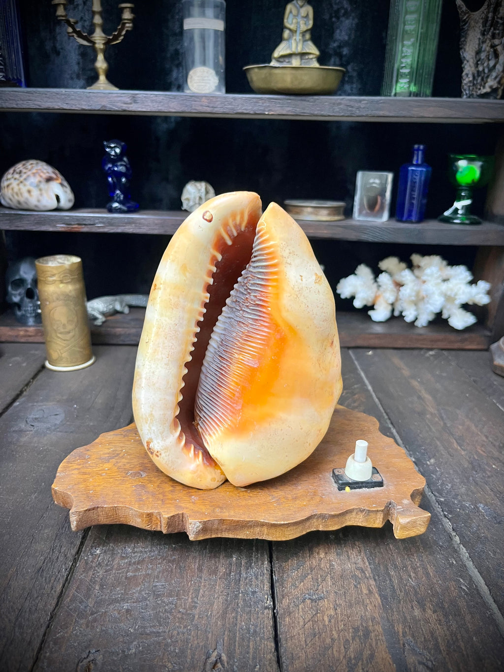 Vintage Bullmouth Helmet Shell Table Lamp – Nautical Curiosity – Non-Function
