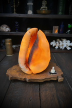 Vintage Bullmouth Helmet Shell Table Lamp – Nautical Curiosity – Non-Function